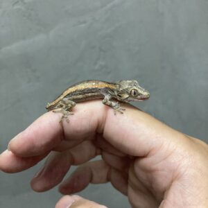 ガーゴイルゲッコー　尾切れ